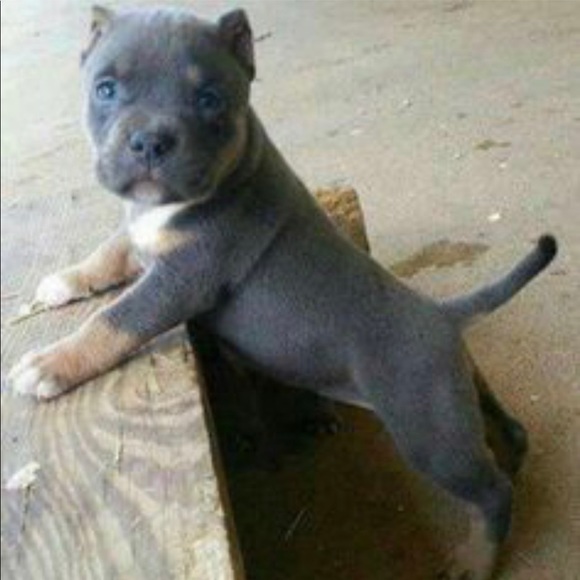 Meet your Posher, Adam - Picture 1 of 1